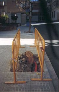 Arbre tallat davant de l'esgl�sia