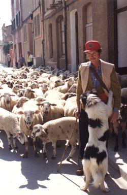 Pere Ambrs amb el seu ramat dovelles i acompanyat pel seu gos inseparable