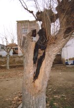 Estat en qu� va quedar l'arbre cremat de les Escoles Velles