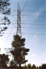 El bosc de pins en perillosa competncia amb el bosc de cables i ferro.