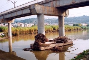 Sota el Pont dels Catalans hi ha un enorme tronc que est� just a tocar en els dos pilars del pont