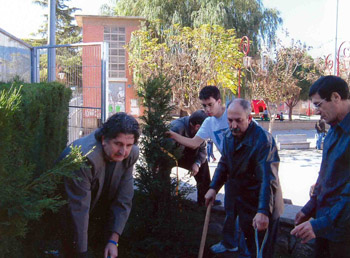 Plantada del teix a la pla�a de l'Onze de Setembre just al costat de la font
